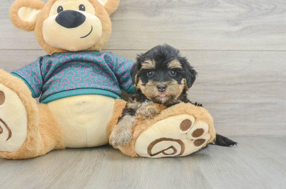 5 week old Yorkie Poo Puppy For Sale - Windy City Pups