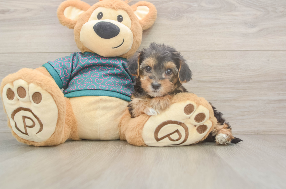 6 week old Yorkie Poo Puppy For Sale - Windy City Pups