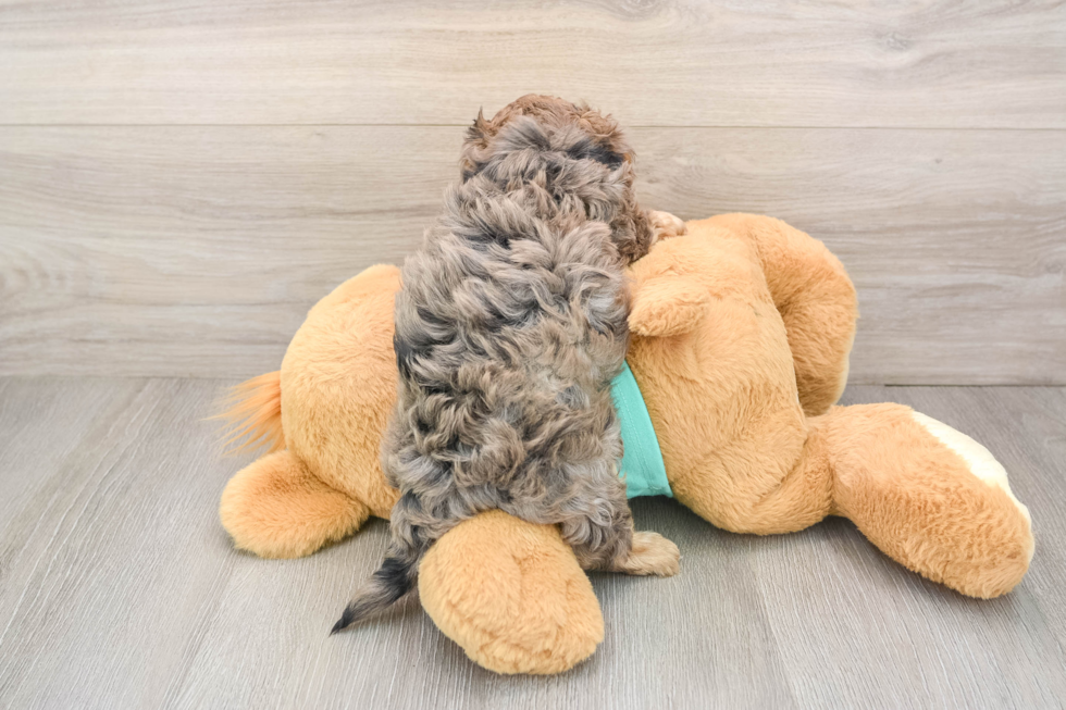 Friendly Yorkie Poo Baby