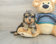 7 week old Yorkie Poo Puppy For Sale - Windy City Pups