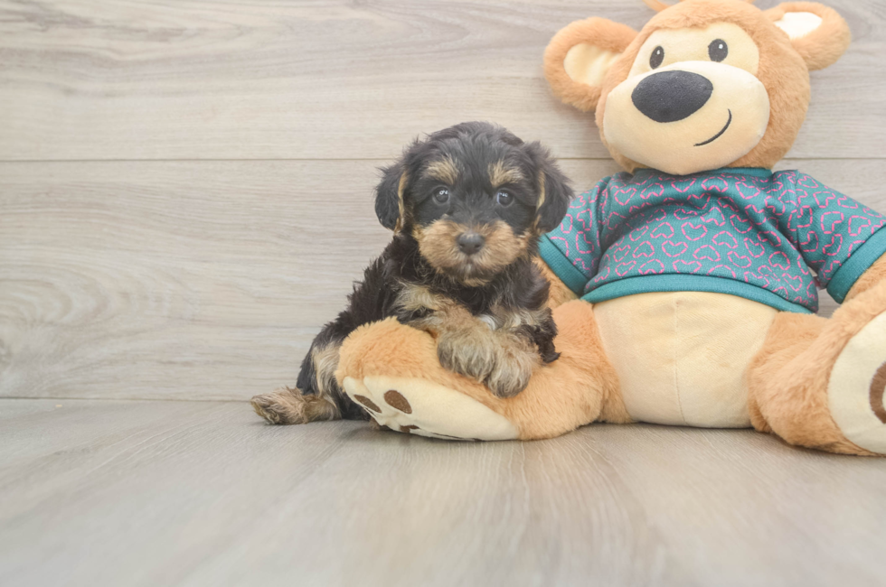6 week old Yorkie Poo Puppy For Sale - Windy City Pups