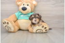 Yorkie Poo Puppy for Adoption