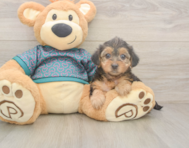 8 week old Yorkie Poo Puppy For Sale - Windy City Pups