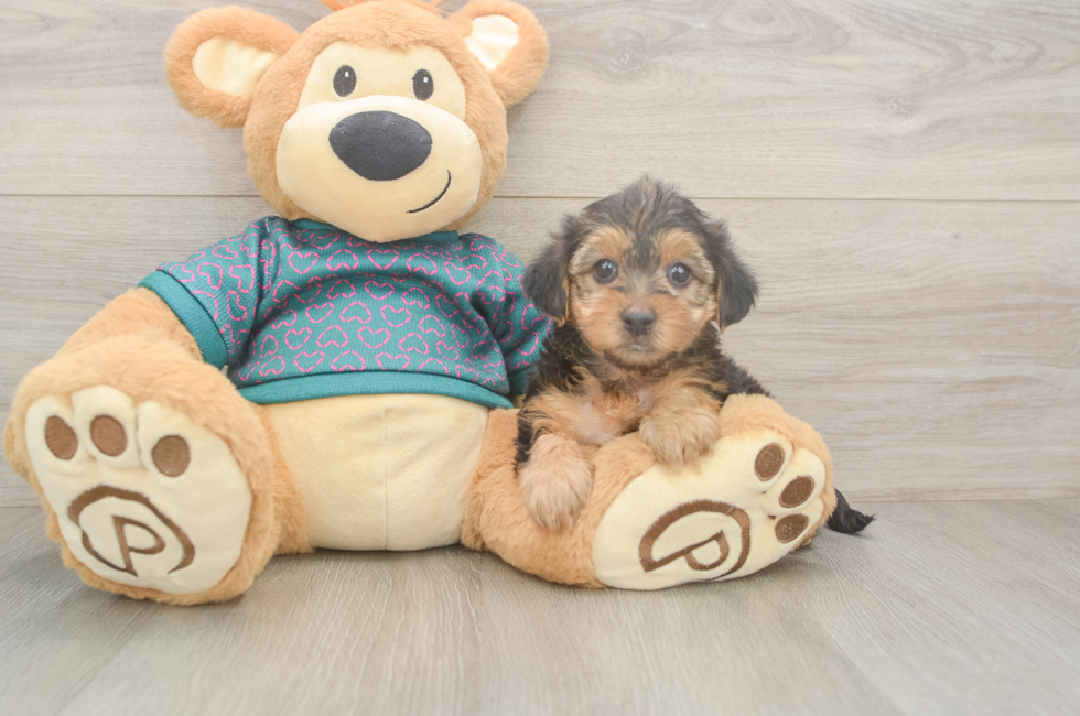 6 week old Yorkie Poo Puppy For Sale - Windy City Pups