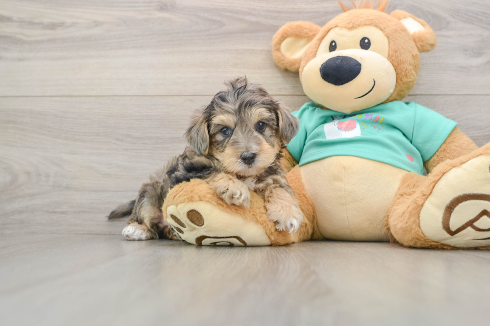 Small Yorkie Poo Baby