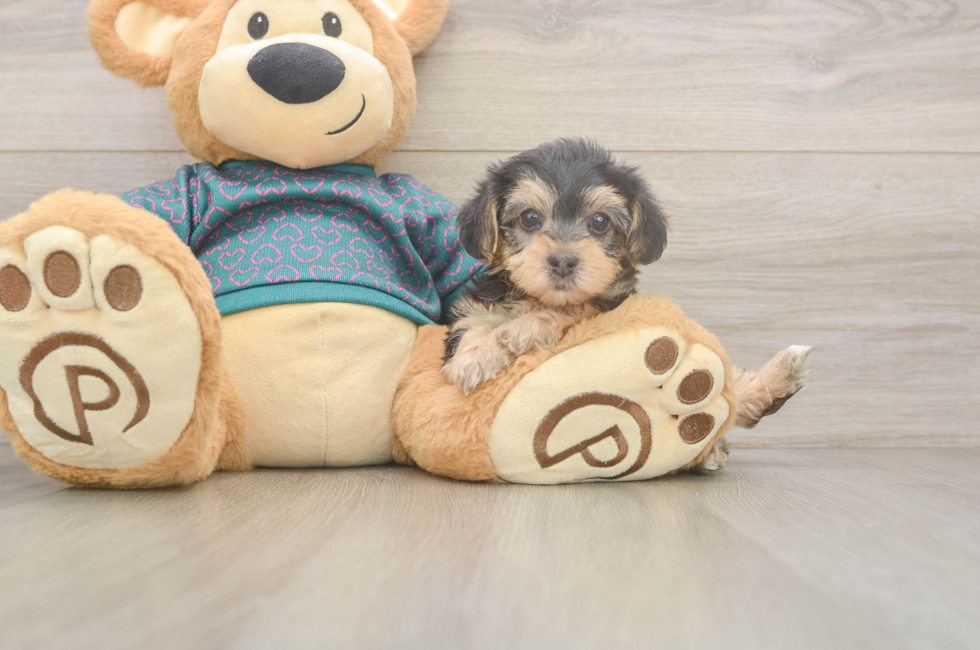 6 week old Yorkie Poo Puppy For Sale - Windy City Pups