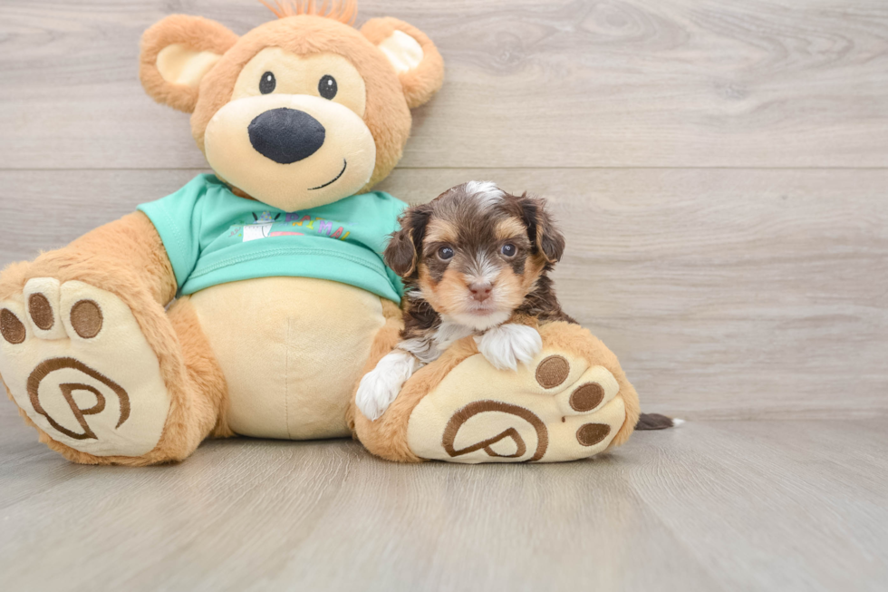 Best Yorkie Poo Baby