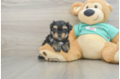Best Yorkie Poo Baby