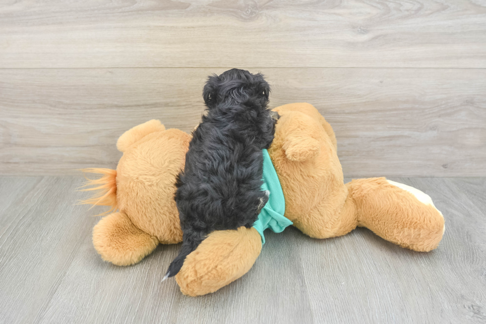 Cute Yorkie Poo Baby