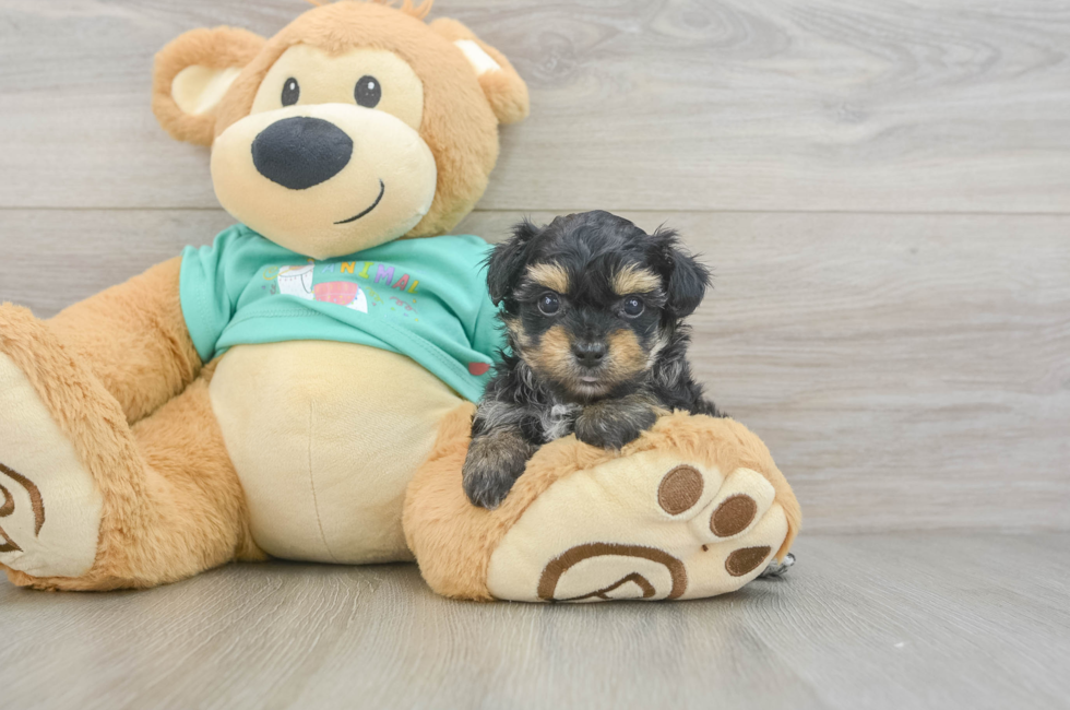 5 week old Yorkie Poo Puppy For Sale - Windy City Pups