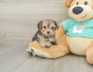 6 week old Yorkie Poo Puppy For Sale - Windy City Pups