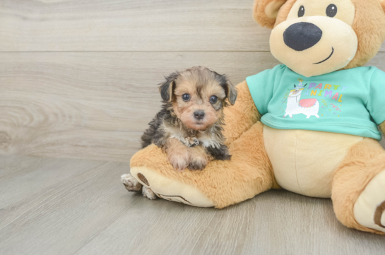 Petite Yorkie Poo Poodle Mix Pup