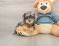 7 week old Yorkie Poo Puppy For Sale - Windy City Pups