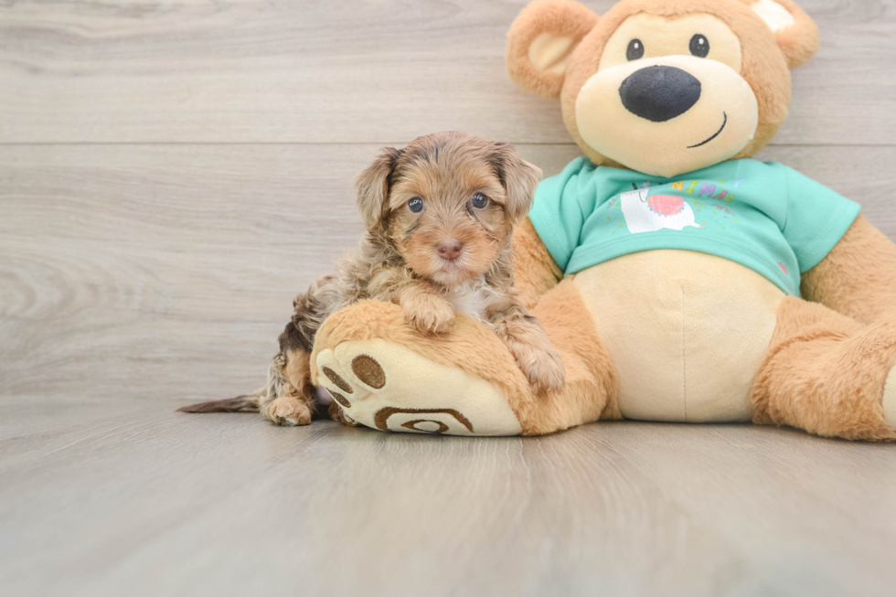 Cute Yorkie Poo Baby