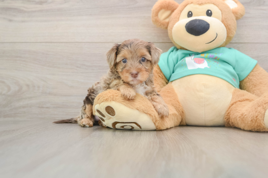 Cute Yorkie Poo Baby