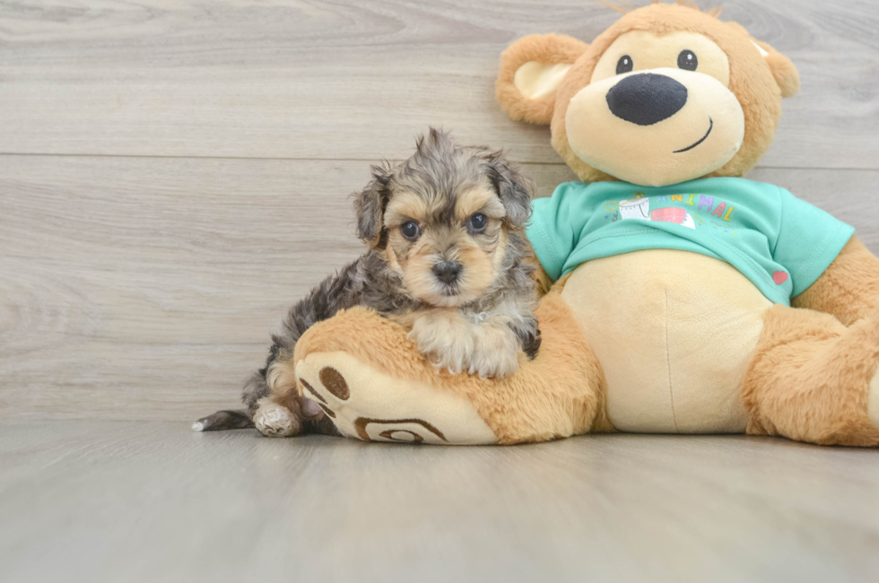5 week old Yorkie Poo Puppy For Sale - Windy City Pups