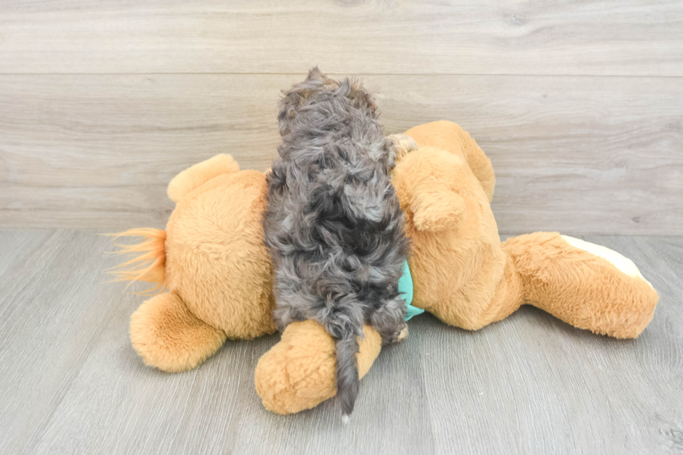 Fluffy Yorkie Poo Poodle Mix Pup