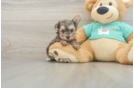 Petite Yorkie Poo Poodle Mix Pup