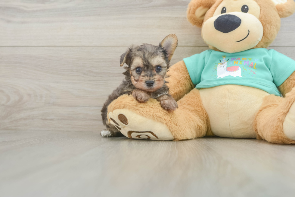 Petite Yorkie Poo Poodle Mix Pup
