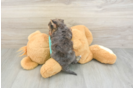 Cute Yorkie Poo Baby