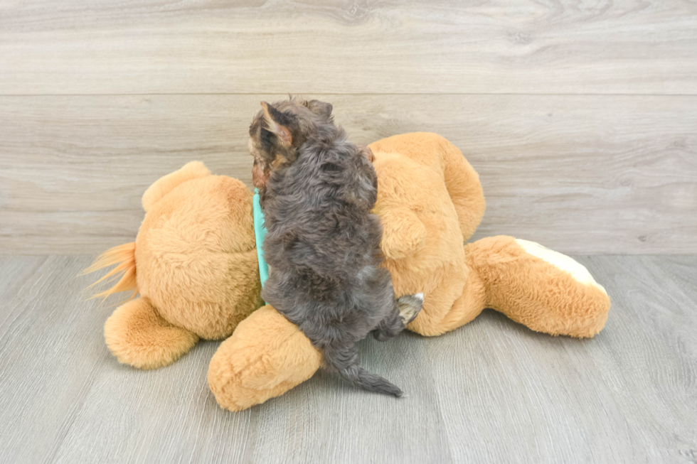 Cute Yorkie Poo Baby