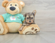 6 week old Yorkie Poo Puppy For Sale - Windy City Pups