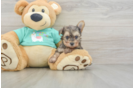 Happy Yorkie Poo Baby