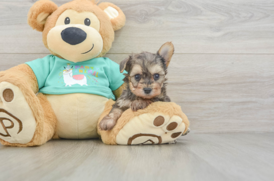 Happy Yorkie Poo Baby
