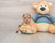 8 week old Yorkie Poo Puppy For Sale - Windy City Pups