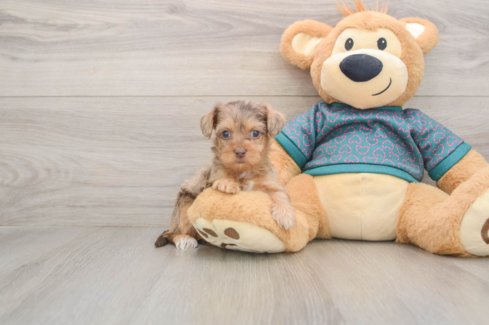 Little Yorkie Poodle Mix Poodle Mix Puppy