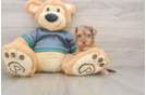 Little Yorkie Poodle Mix Poodle Mix Puppy