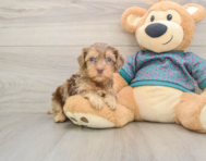 9 week old Yorkie Poo Puppy For Sale - Windy City Pups