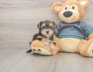 7 week old Yorkie Poo Puppy For Sale - Windy City Pups