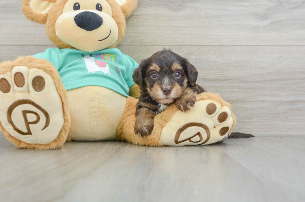 5 week old Yorkie Poo Puppy For Sale - Windy City Pups