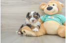 Playful Yo Yo Poo Poodle Mix Puppy