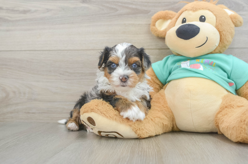 5 week old Yorkie Poo Puppy For Sale - Windy City Pups