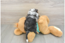 Funny Yorkie Poo Poodle Mix Pup