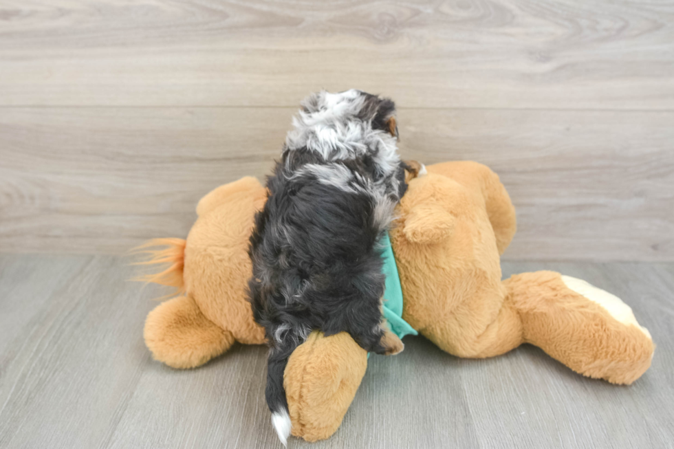 Funny Yorkie Poo Poodle Mix Pup