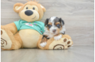 Yorkie Poo Pup Being Cute
