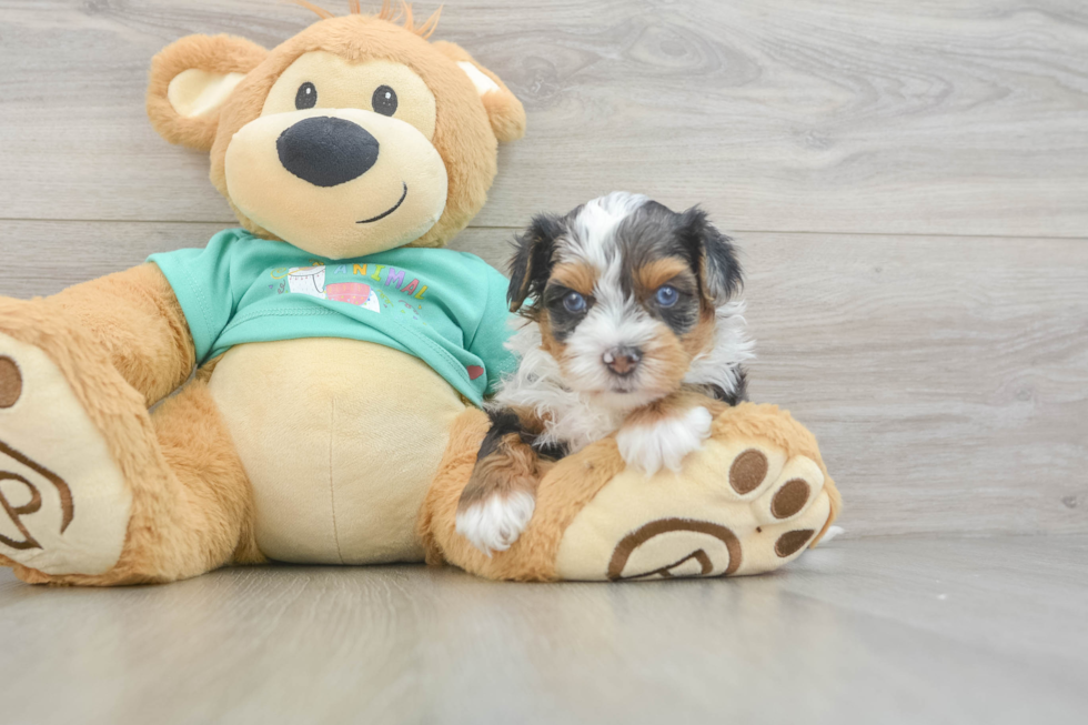 Yorkie Poo Pup Being Cute