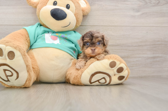 Yorkie Poo Pup Being Cute