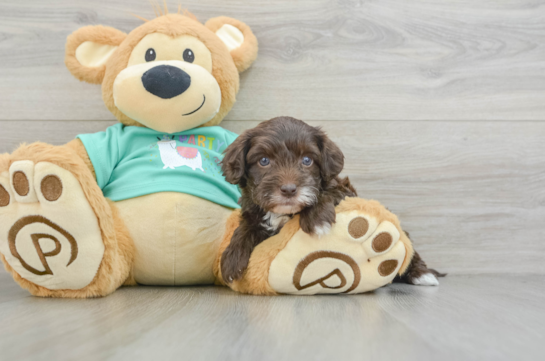 Popular Yorkie Poo Poodle Mix Pup