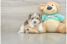 Funny Yorkie Poo Poodle Mix Pup