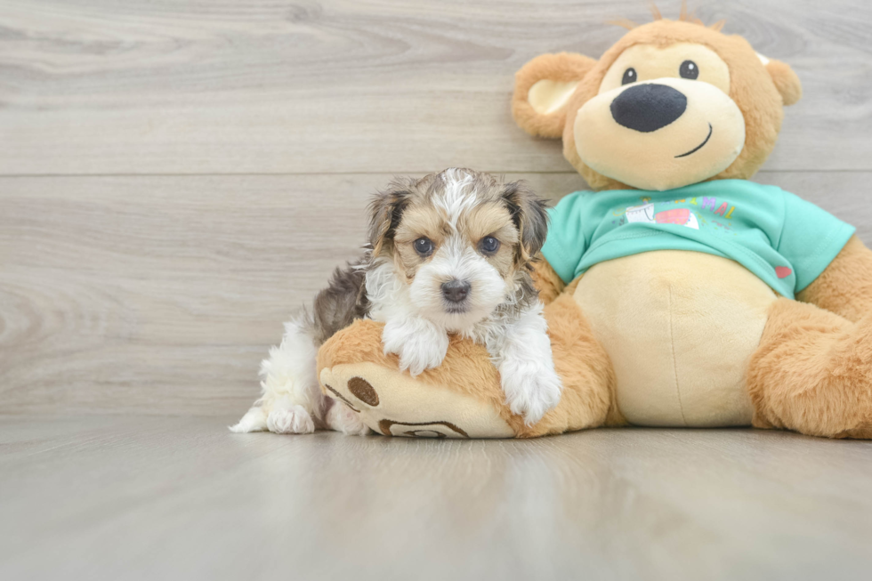 Funny Yorkie Poo Poodle Mix Pup