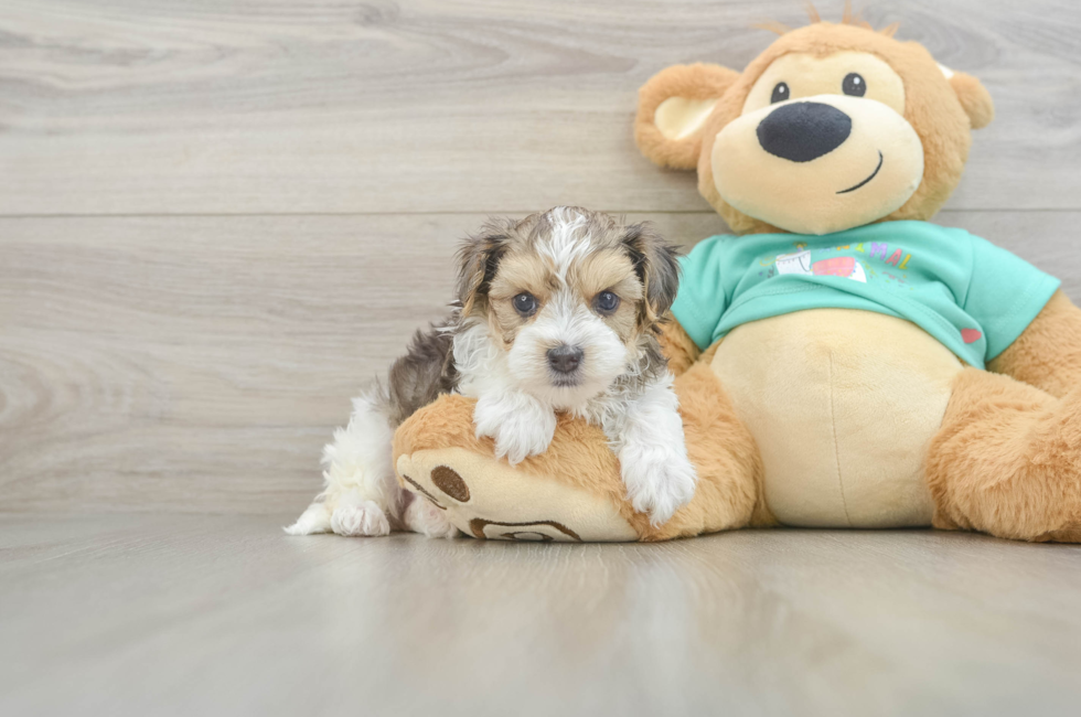 5 week old Yorkie Poo Puppy For Sale - Windy City Pups
