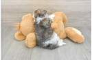 Cute Yorkie Poo Baby
