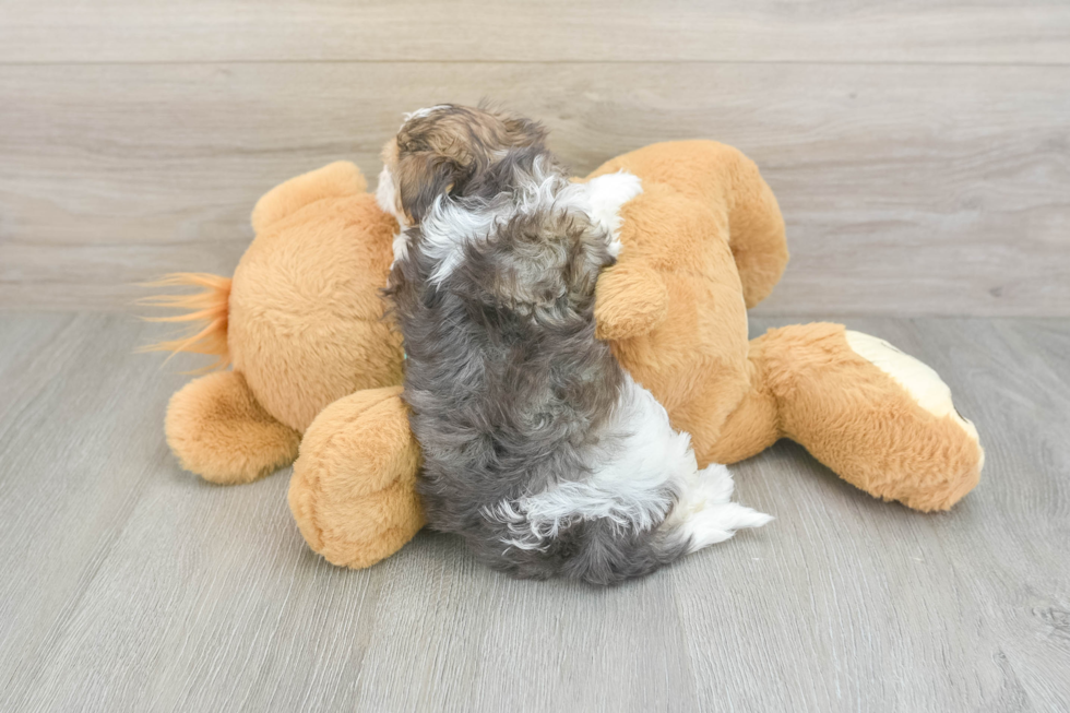 Cute Yorkie Poo Baby
