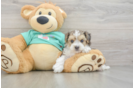 Friendly Yorkie Poo Baby