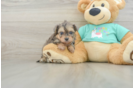 Yorkie Poo Puppy for Adoption