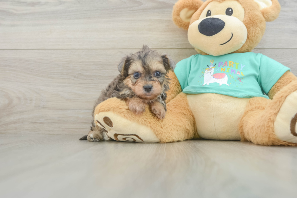 Yorkie Poo Puppy for Adoption